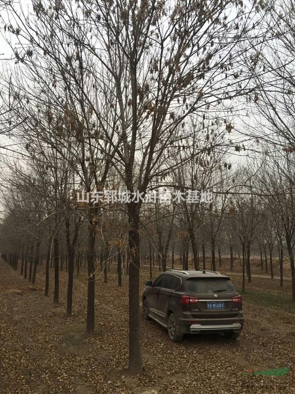 苗圃現(xiàn)貨出售16公分一，二級老白蠟