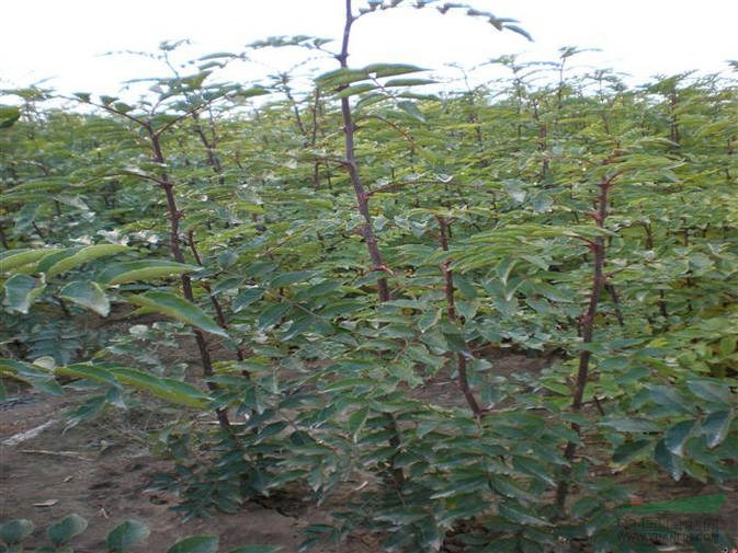 大量供應(yīng)1年2年3年大紅袍，獅子頭花椒苗