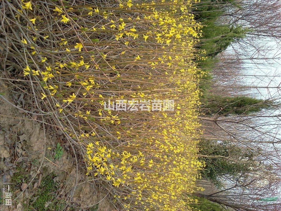 山西連翹苗，藥用連翹苗，連翹