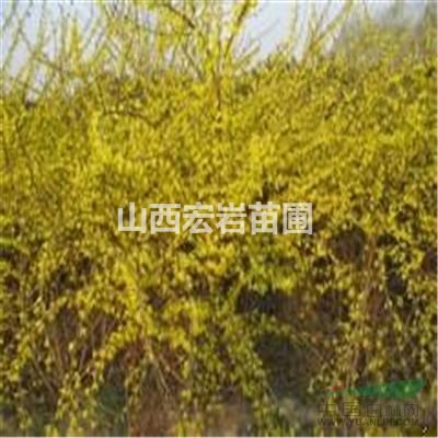 山西連翹苗，藥用連翹苗，連翹