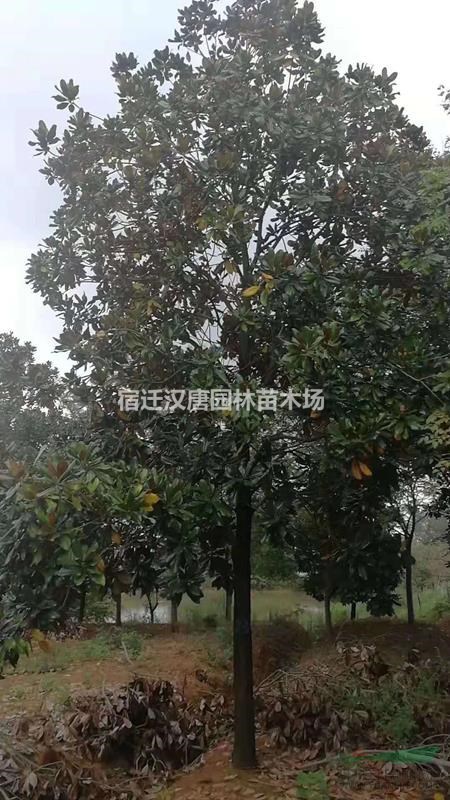 出售  精品广玉兰【别名荷花玉兰】