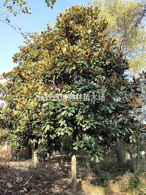 出售  精品广玉兰【别名荷花玉兰】