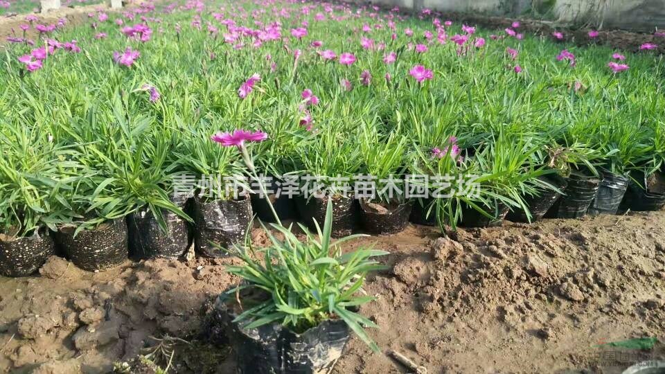 歐石竹基地，耐寒價(jià)格低