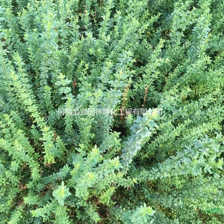 河南迎春花苗急售 60cm高迎春苗基地