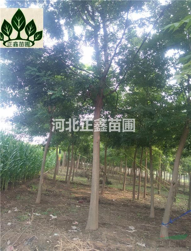 10公分國(guó)槐 12公分國(guó)槐   15公分國(guó)槐