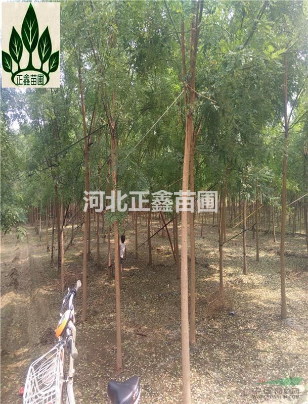 10公分國(guó)槐 12公分國(guó)槐   15公分國(guó)槐