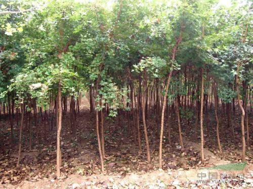 山西大規(guī)格的國(guó)槐，雙季槐，速生槐