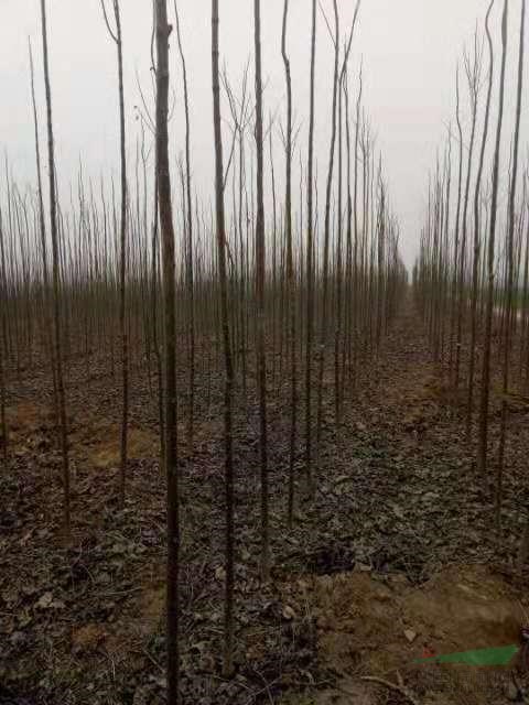 大量供應精品楸樹