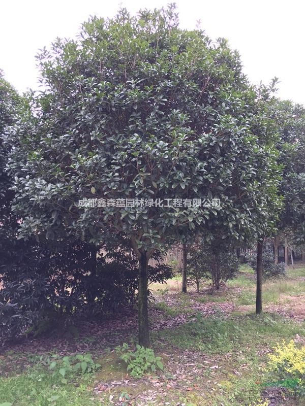 哪里的桂花好 單桿桂花種植基地 批發(fā)桂花 桂花條子批發(fā)