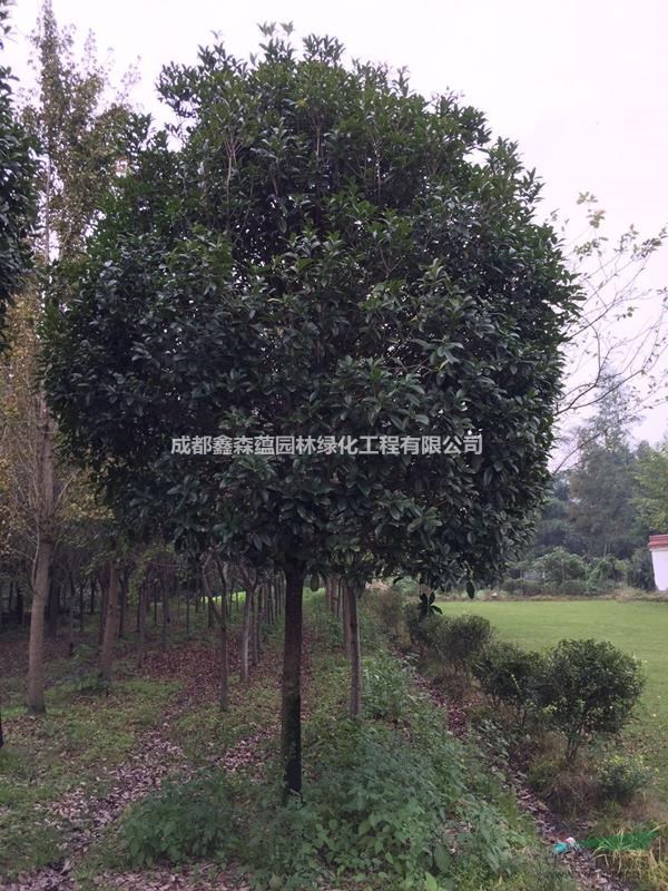 哪里的桂花好 單桿桂花種植基地 批發(fā)桂花 桂花條子批發(fā)
