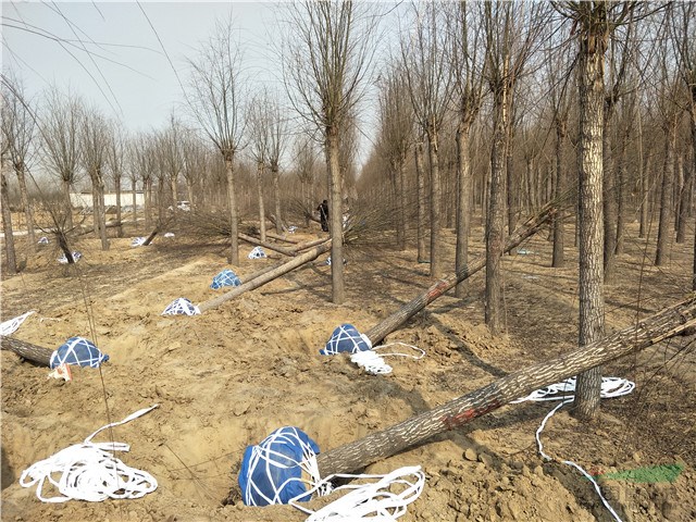 垂柳-7公分垂柳價格-柳樹小苗