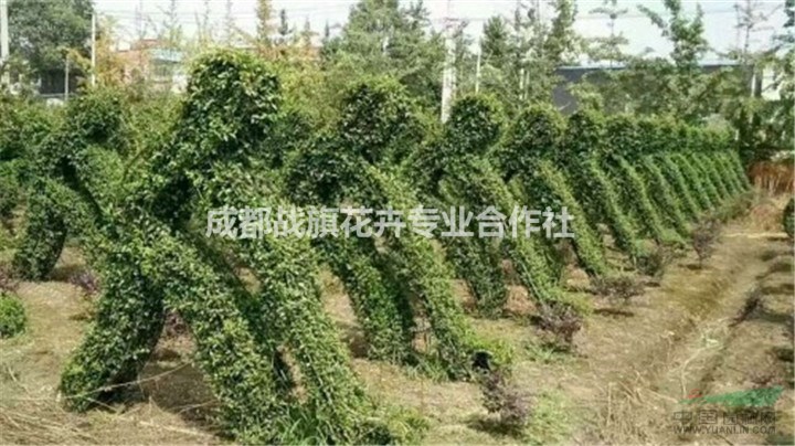 小葉女貞運動造型 綠色運動基地 運動造型價格 新價格