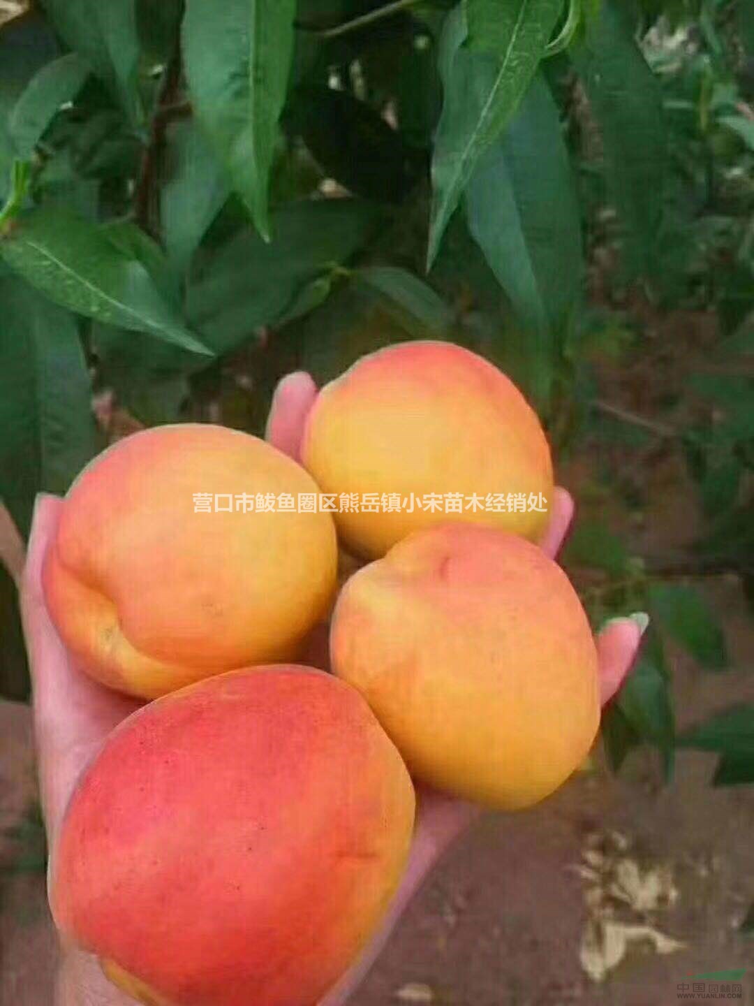 沙金红杏苗如何种植 辽宁小宋苗木基地优质杏苗