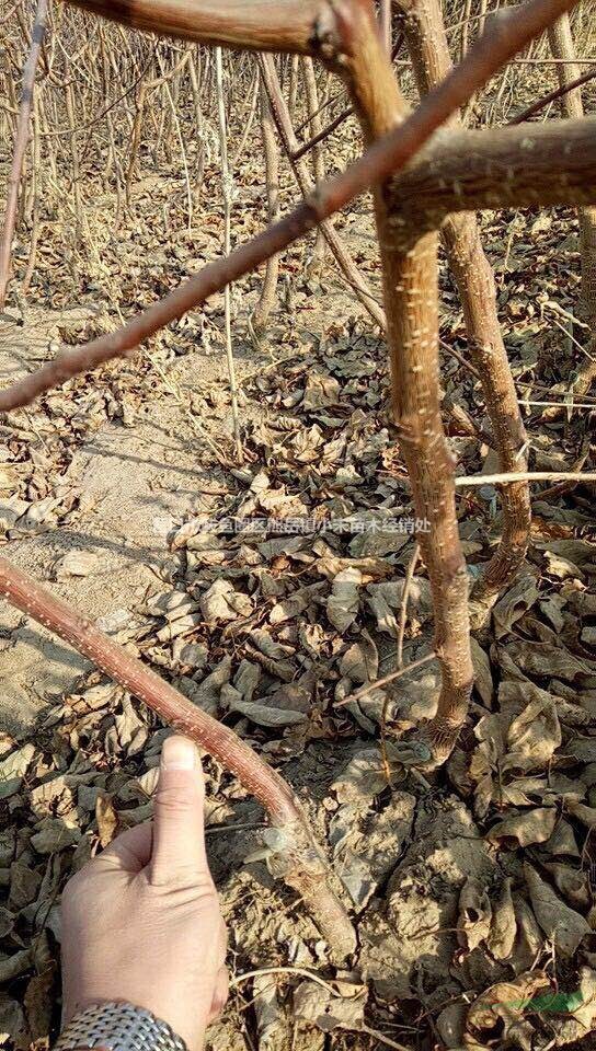 沙金红杏苗如何种植 辽宁小宋苗木基地优质杏苗