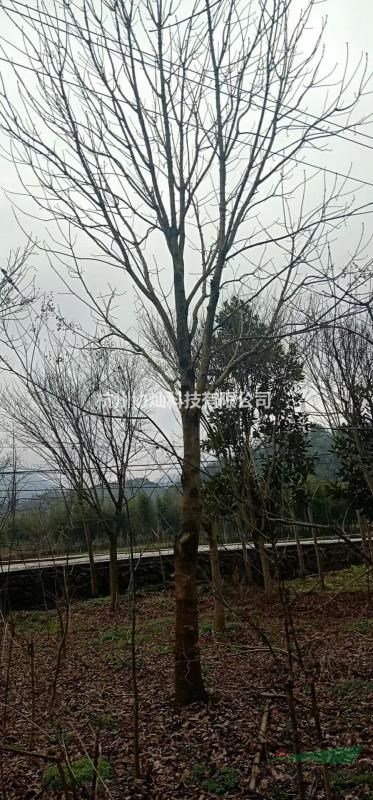 供應(yīng)精品12-18/20-25公分七葉樹