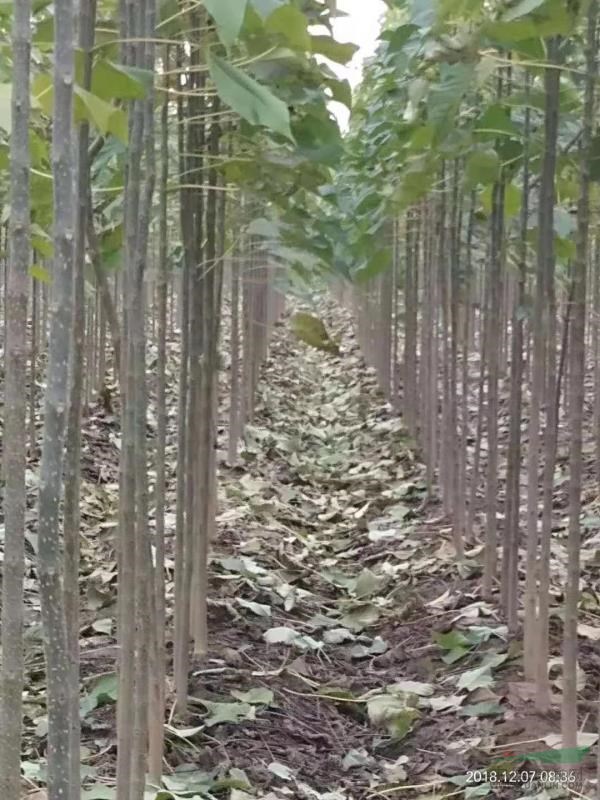 楸樹(shù)基地直供 嫁接苗耐嚴(yán)寒 非籽生