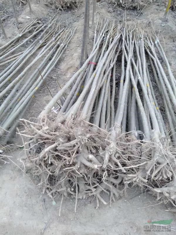 嫁接楸樹 規(guī)格齊全 楸樹基地直供 嫁接楸樹耐嚴(yán)寒