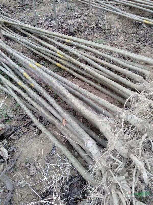 嫁接楸樹 規(guī)格齊全 楸樹基地直供 嫁接楸樹耐嚴(yán)寒