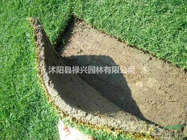 馬尼拉草坪 百慕大草坪 低于市價(jià) 種子價(jià)格