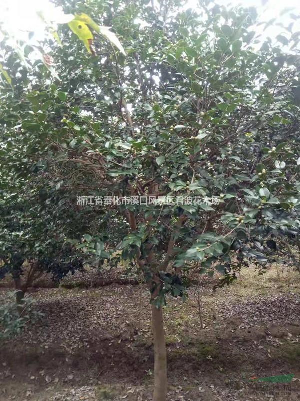 高杆茶梅价格 浙江高杆茶梅 宁波高杆茶梅