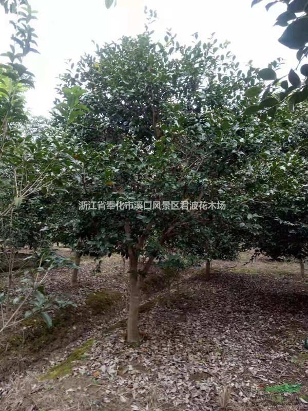 高杆茶梅价格 浙江高杆茶梅 宁波高杆茶梅