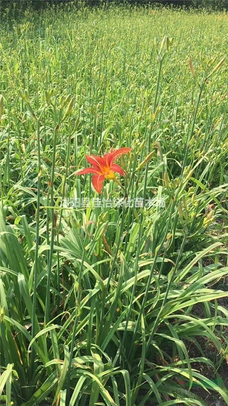 紅運萱草價格 紅運萱草新報價 沭陽紅運萱草苗木基地圖片