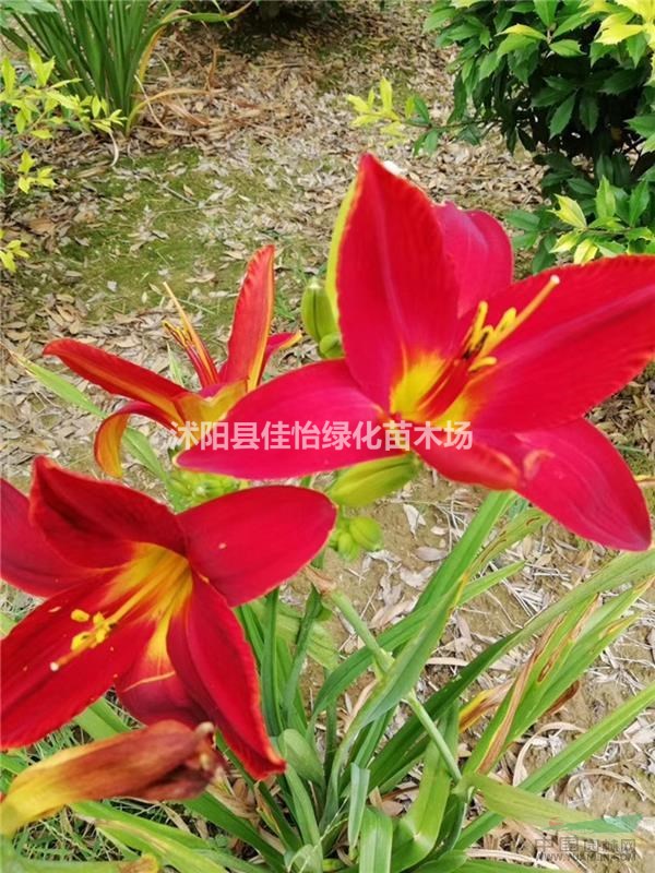 紅運萱草價格 紅運萱草新報價 沭陽紅運萱草苗木基地圖片