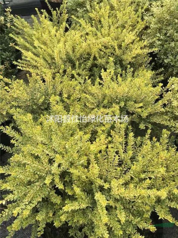 花葉香桃木 優(yōu)質(zhì)地被植物花葉香桃木小苗 沭陽(yáng)花葉香桃木介紹