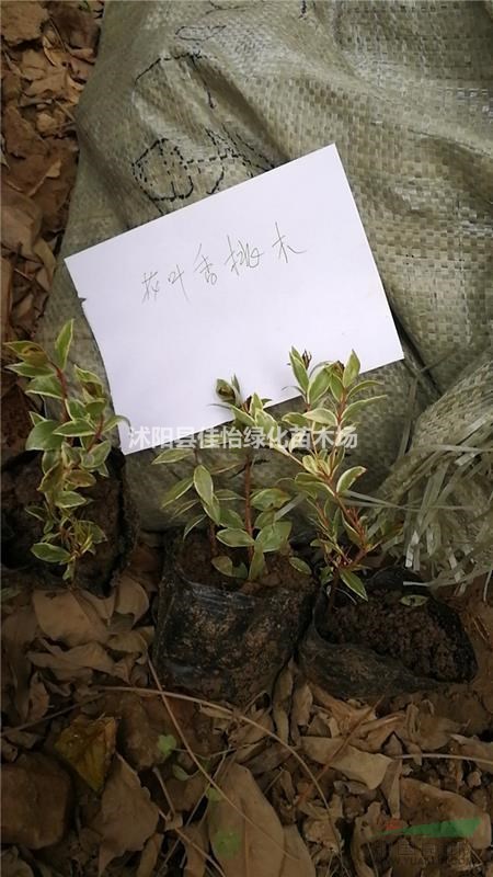 花葉香桃木 優(yōu)質(zhì)地被植物花葉香桃木小苗 沭陽(yáng)花葉香桃木介紹