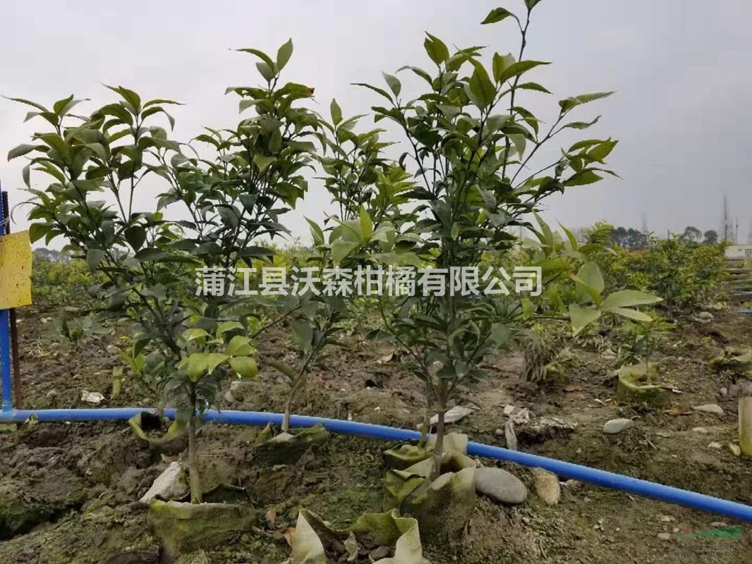 成都沃柑苗自產(chǎn)自銷(xiāo)