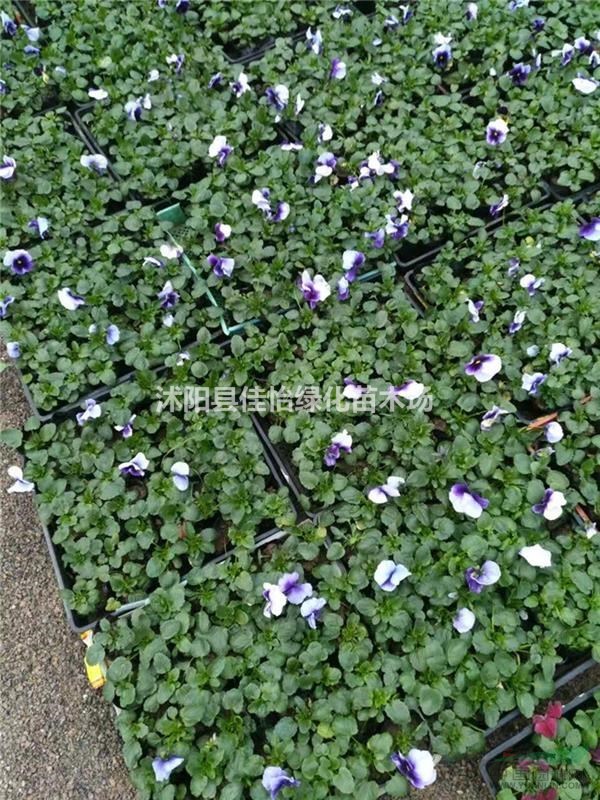 三色堇 三色堇小苗 地被植物園林綠化