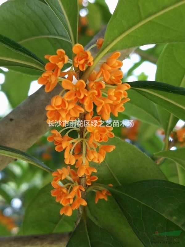 湖南桂花基地 八月桂花 四季桂花 丹桂 精品桂花 工程苗