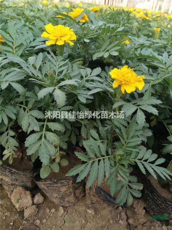 孔雀草 一年生草本植物孔雀草小苗沭陽高30-100孔雀草價格