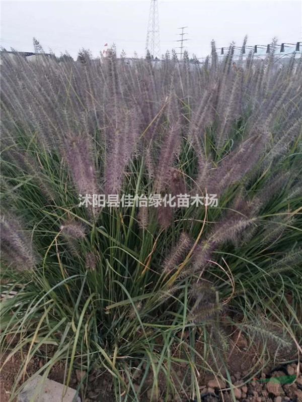 沭陽大量出售狼尾草 優(yōu)質(zhì)地被叢生狼尾草小苗 紫穗狼尾草價格
