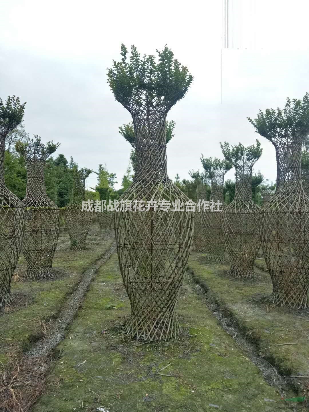 紫薇花瓶苗圃基地 精編織花瓶?jī)r(jià)格 正宗手工花瓶 開(kāi)花花瓶