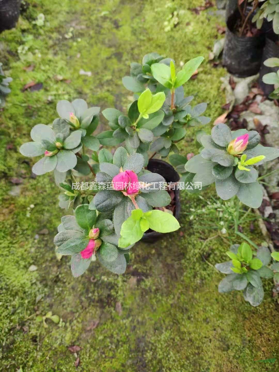 西洋鵑批發(fā)基地 大量出售西洋鵑 西洋鵑種植基地 批發(fā)西洋鵑