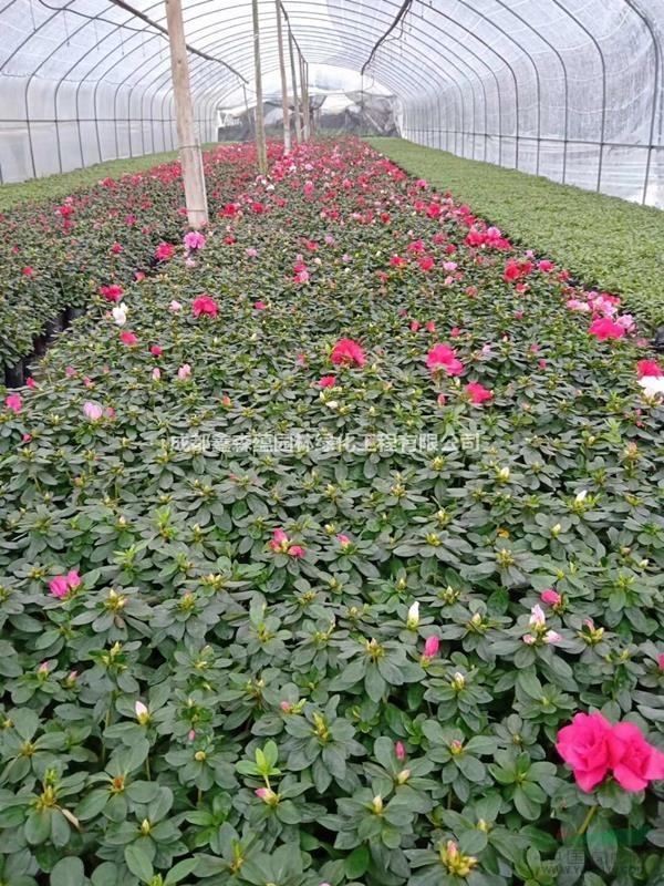 西洋鵑批發(fā)基地 大量出售西洋鵑 西洋鵑種植基地 批發(fā)西洋鵑