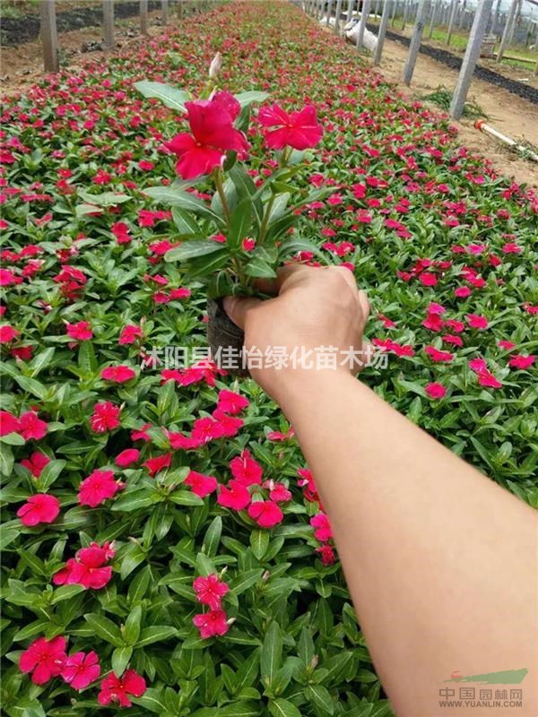 長(zhǎng)春花 金盞草 長(zhǎng)春花全年開花 