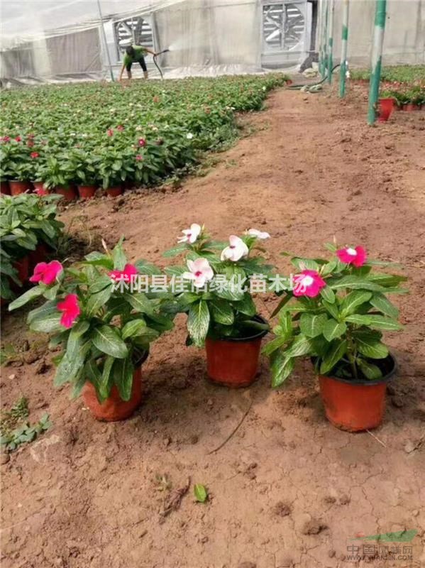 長(zhǎng)春花 金盞草 長(zhǎng)春花全年開花 