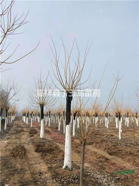 黃金槐 胸徑15cm 工程苗參考價(jià)格