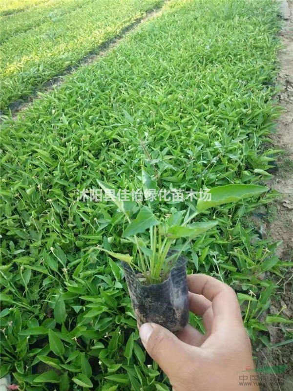 紫花地丁 野堇菜 地被野堇菜 紫花地丁小苗