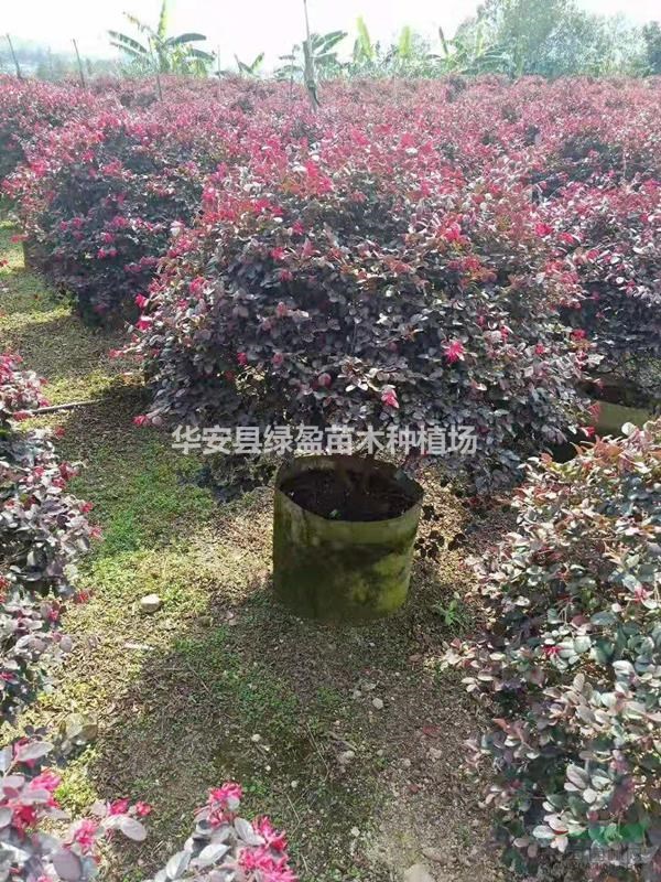 精品紅花繼木球 高度1米2 1米 0.8米 1.5米