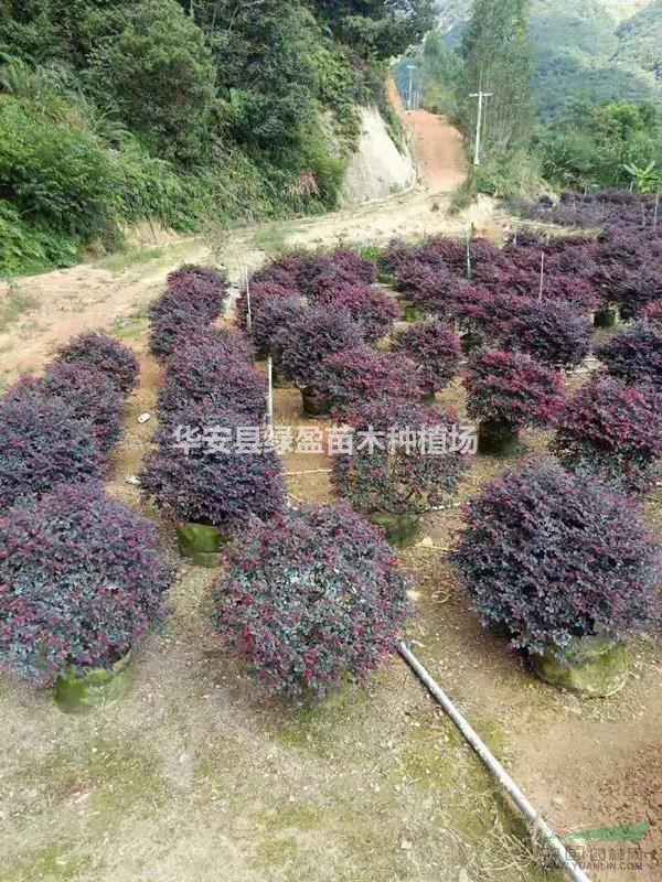 精品紅花繼木球 高度1米2 1米 0.8米 1.5米