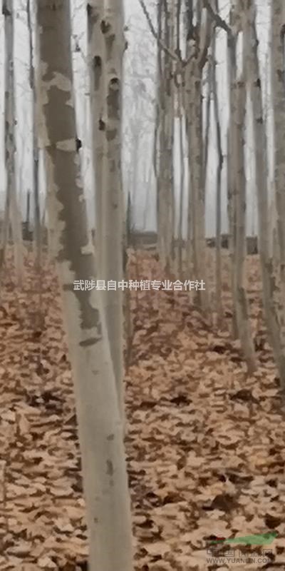 清地處理8-15公分法桐2000棵河南焦作貨源