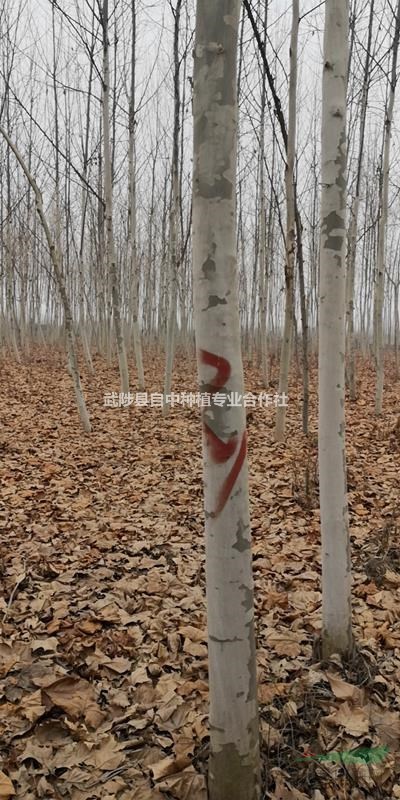 清地處理8-15公分法桐2000棵河南焦作貨源