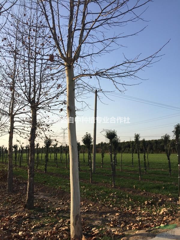 14-18公分法桐處理，另有6棵50公分法桐