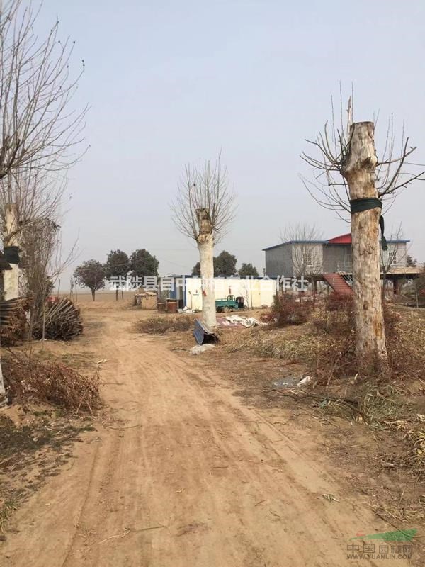 40公分法桐一年帽如圖