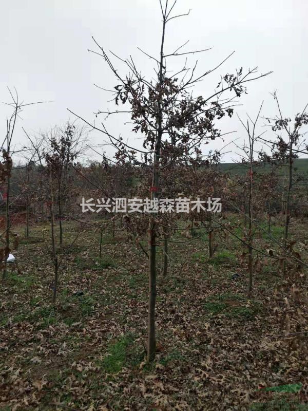 浙江湖州供应大量3公分娜塔栎