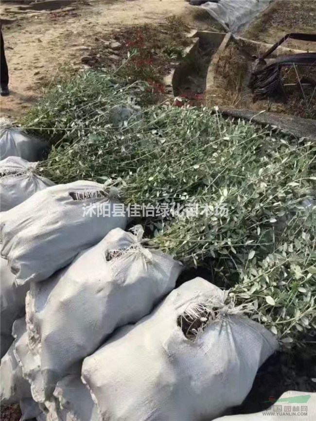 水果兰优质地被观赏植物水果兰小苗水果兰介绍