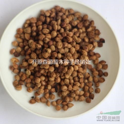 遼寧省紫葉稠李種子價格一覽表